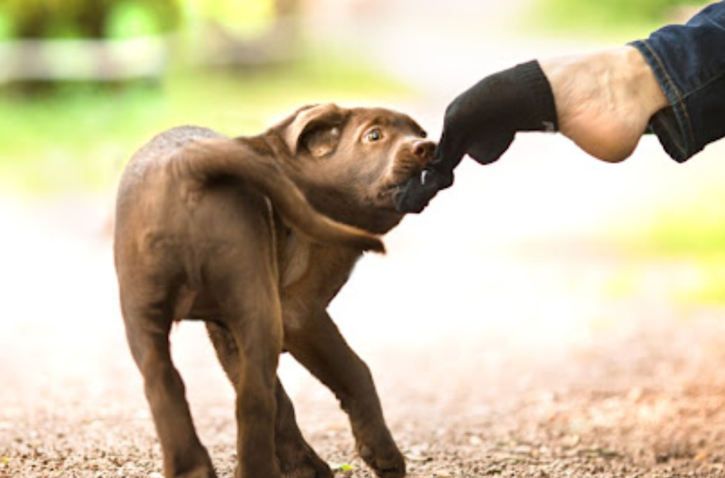 How Service Dogs Help People with Severe Asthma